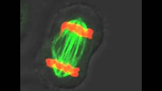 HeLa Cells Stained with SiRTubulin mitosis sIR tubulin [upl. by Anaeco]