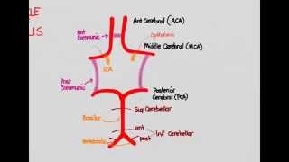 Ischemic Stroke 02 Anatomy [upl. by Riccardo]