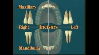 V102 Dental Anatomy All About Teeth [upl. by Eelarac]