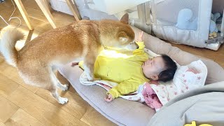 赤ちゃんがギャン泣きしてると柴犬兄さんがそばに来てくれた [upl. by Platon911]