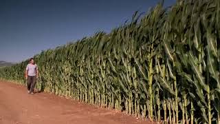 CARA BUDIDAYA JAGUNG MODERN  SUARA PETANI  CORN FARMING [upl. by Odrude254]