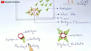 Immunohistochemistry  Principle  Procedure  Notes  By phanindra gupta  Bio science [upl. by Enialehs315]