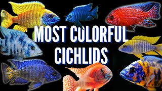 How to Keep Peacock Cichlids  Care Guide amp Species Profile [upl. by Yaker]