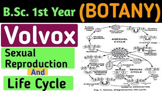 Sexual Reproduction in VolvoxLife Cycle of Volvox In HindiSexual Reproduction in Volvox in Hindi [upl. by Akeenat]