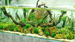 Beautiful Aquascape  Aquascaper 1200 Planted Aquarium at Scaped Nature [upl. by Emoryt]