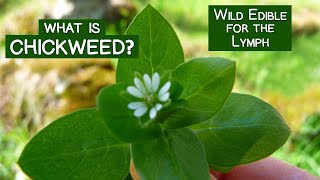 What is Chickweed A Wild Edible Green for the Lymph and More [upl. by Edgard994]