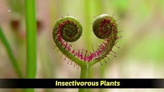 Heterotrophic Plants  Saprophytic  Parasitic  Insectivorous plants [upl. by Boeke]