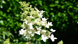 Panicle Hydrangea Hydrangea paniculata [upl. by Oicirtap998]