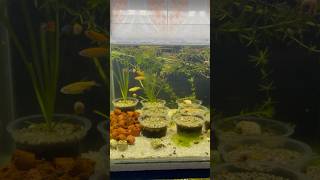 Zebrafish ✨subscribe for more updates 😇 foryou dhaka aquariumbd aquarium shorts short sylhet [upl. by Milda]