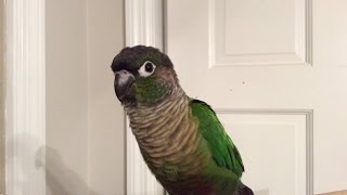 Green Cheek Conure Making Noises [upl. by Ydisahc159]