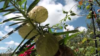 Asclepias fruticosa syn Gomphocarpus fruticosus [upl. by Enrobyalc739]