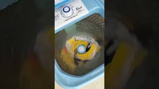 Multi purpose washing machine shortsvideo [upl. by Lawson951]