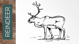 How to draw a realistic REINDEER [upl. by Arot]