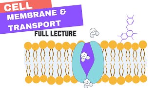 Chapter 7  Cell Membrane amp Transport Active amp Passive Transport Osmosis Diffusion Bulk [upl. by Anrim]