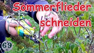 Sommerflieder schneiden  Pflegeschnitt im Herbst [upl. by Ailsa774]