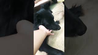 Today Akiki it is so lovelyMy dog Akikishortsvideo [upl. by Anegal]