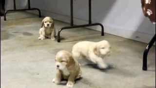 Cocker Spaniel Puppies For Sale [upl. by Albright]