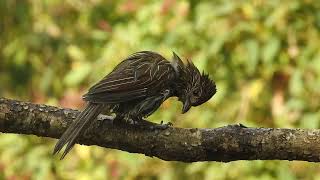 Striated Laughingthrush birdphotography wildlifephotography birdwatching wildlife [upl. by Valentine]