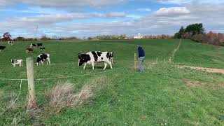 Working Lands for Clean Water  Plum Pride Holsteins [upl. by Lloyd]