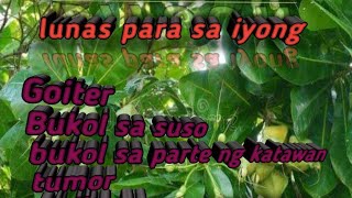 Mabisang Gamot sa Bukol BITUON  POISON TREE  Barrios yTube [upl. by Yema]