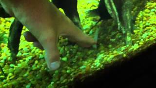 Training channel catfish to eat from my hand [upl. by Atilemrac]