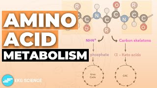 Overview on Amino acid metabolism شرح بالعربي لمصير الأمينو أسيد [upl. by Rickard]