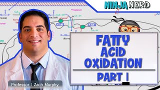 Metabolism  Fatty Acid Oxidation Part 1 [upl. by Dhu914]