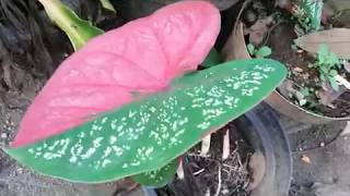 Alocasia  Caladium  elephants ears  heart leaf plant  angel wings [upl. by Giffer]