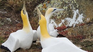 Nigel the lonely gannet surrounded by concrete birds on Mana Island [upl. by Eirrem]