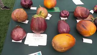 Malvern autumn show walk around [upl. by Yerffoeg]