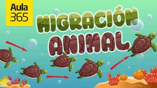 ¿Por qué Migran los Animales  Videos Educativos Aula365 [upl. by Maclaine366]