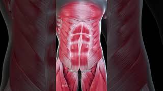 What Makes Abdominal Muscles Grow [upl. by Notnelc]