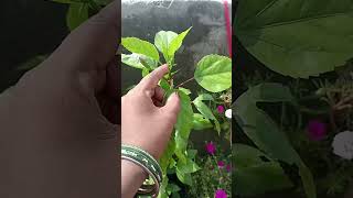 gardening fertilizer hibiscusplant garden hibiscus plants organicfertilizer flowers [upl. by Ainahtan]