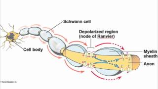 Axon structure song [upl. by Aldwin]