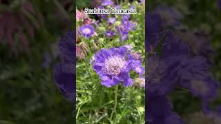 Scabiosa caucasica blueflowers scabiosa perennialflowers plantscollection flowers garden [upl. by Mungo]