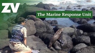 Melbourne Zoos Marine Response Unit [upl. by Hamer762]