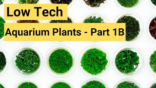 Low Tech Aquarium Plants For Your Planted Aquarium  2019 Part 1B [upl. by Derna]