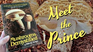 The Prince Mushroom  Agaricus augustus [upl. by Gardol]