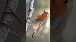 European Robin Erithacus rubecula in Chat Family Muscicapidae  Observed in Description [upl. by Bonina596]