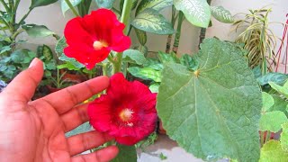 Few Tips To Make Hollyhock Plant Flower All Year [upl. by Ress]