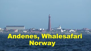 Andenes Walvis Excursie Whalesafari  Noorwegen Norway [upl. by Artimed]