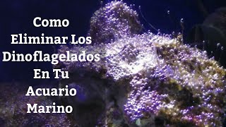 🔵 Como Eliminar Los DinoflageladosDinoflagelados De Acuario Marino 1x4 Acuarios MB [upl. by Eidahs349]