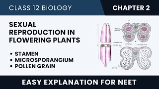 Stamen Microsporangium and Pollen Grain  Chapter 2  Class 12 Biology  NEET [upl. by Ardnazil993]