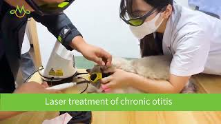 Berylas Therapy Laser for Cats [upl. by Keeton128]