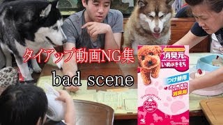 消臭元 犬のきもち 撮影ＮＧ集ハスキー犬編 bad scene husky dog [upl. by Edi]