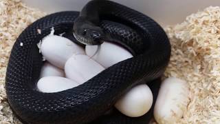 Elaphe dione melanistic with clutch [upl. by Cerveny]