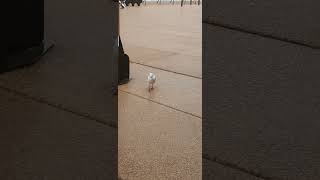 Spotted a stunning redbilled gull at the iconic Sydney Opera House australia sydney birds [upl. by Ahar]