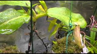 Nepenthes terrarium 07 11 [upl. by Madelena598]