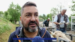 Reportage  Des colliers GPS pour les vaches [upl. by Hamilah]