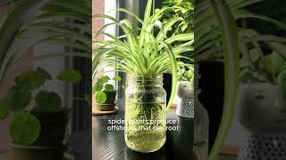 5 plants that grow and bloom in water no need the soil garden short shortvideo shorts usa [upl. by Yorgo11]